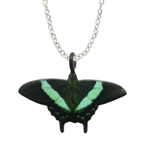 Emerald Swallowtail